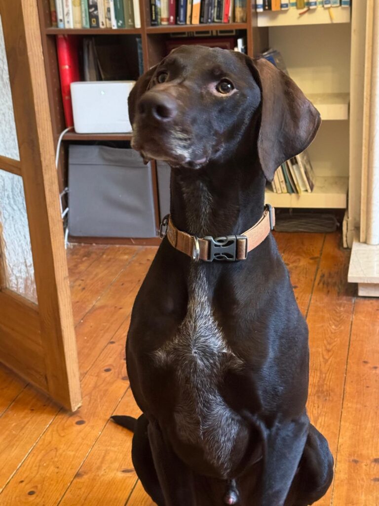 Lewis, a 5 years old male Pointer x Hungarian Wire Haired Vizsla available for adoption from Dog Aid Scotland in Scotland