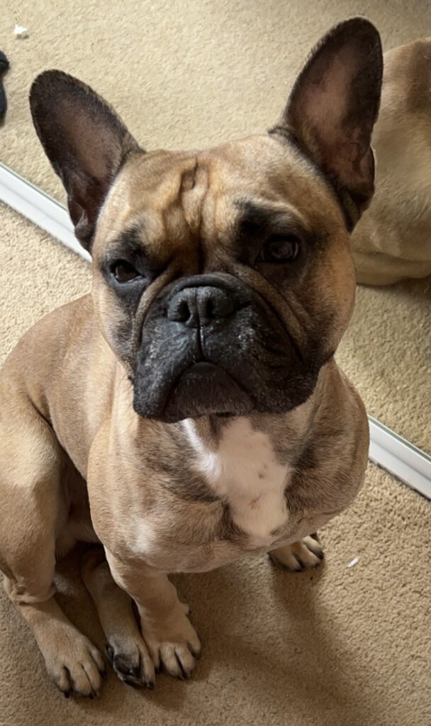 Ted, a 5 years old male French Bulldog available for adoption from Dog Aid Scotland in Edinburgh, Scotland