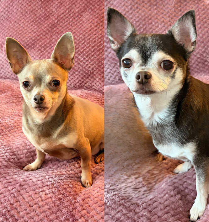 Chip And Archie, a 8 years old male Chihuahua available for adoption from Dog Aid Scotland in Edinburgh, Scotland