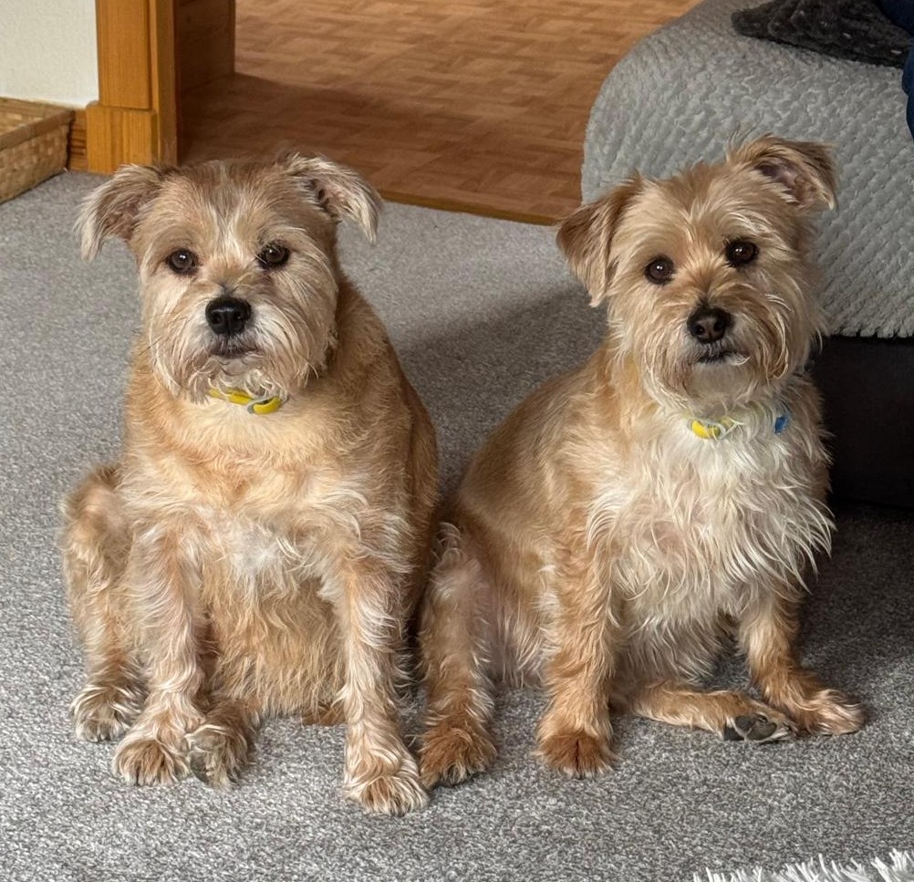 Jess And Jake, a 7 years old female Border Terrier x Cairn Terrier available for adoption from Dog Aid Scotland in Scotland