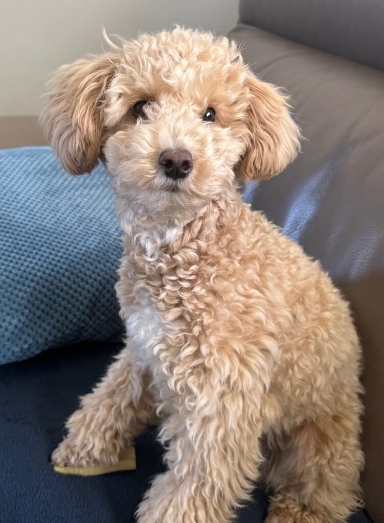 Millie, a 7 months old female Poodle available for adoption from Dog Aid Scotland in Edinburgh, Scotland