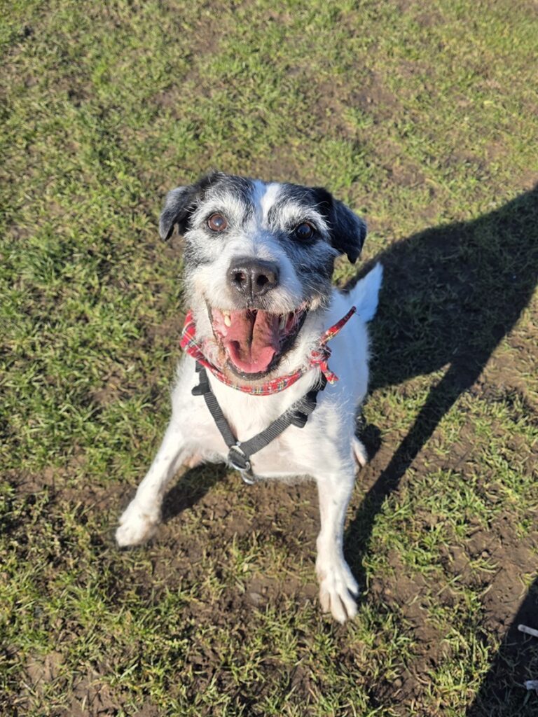 Scrappy, a 11 years old male Crossbreed available for adoption from Dog Aid Scotland in Edinburgh, Scotland