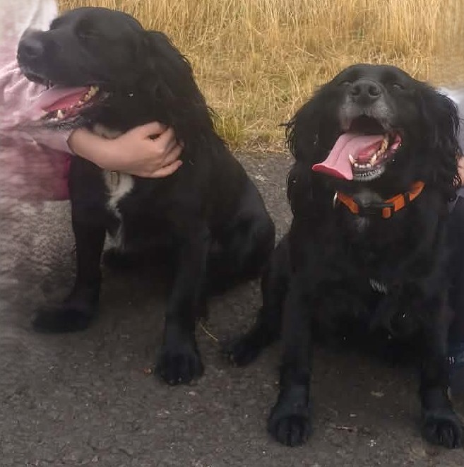 Musket And Bebe, a 11 years old female Cocker Spaniel available for adoption from Dog Aid Scotland in Scotland