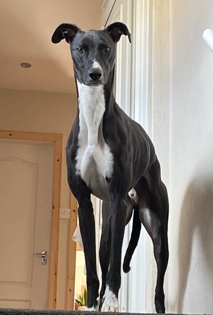 Hector, a 5 years old male Lurcher available for adoption from Dog Aid Scotland in Scotland