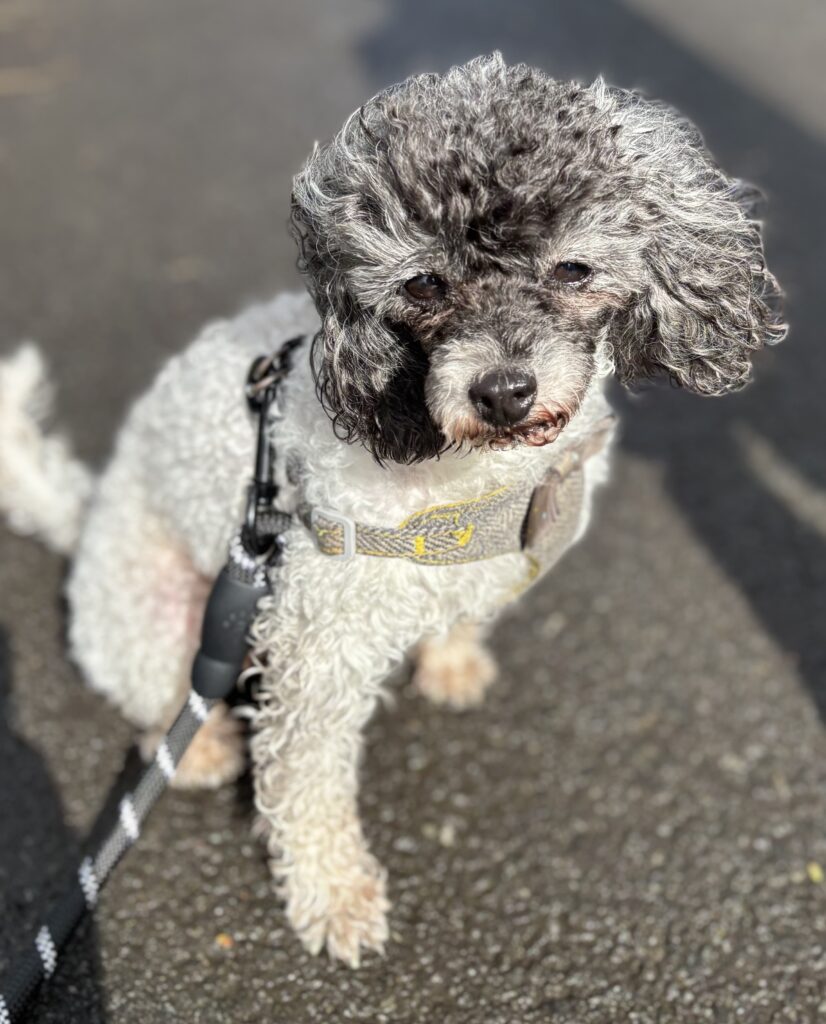 Millie, a 7 years old female Cavalier King Charles Spaniel X Poodle available for adoption from Dog Aid Scotland in Scotland