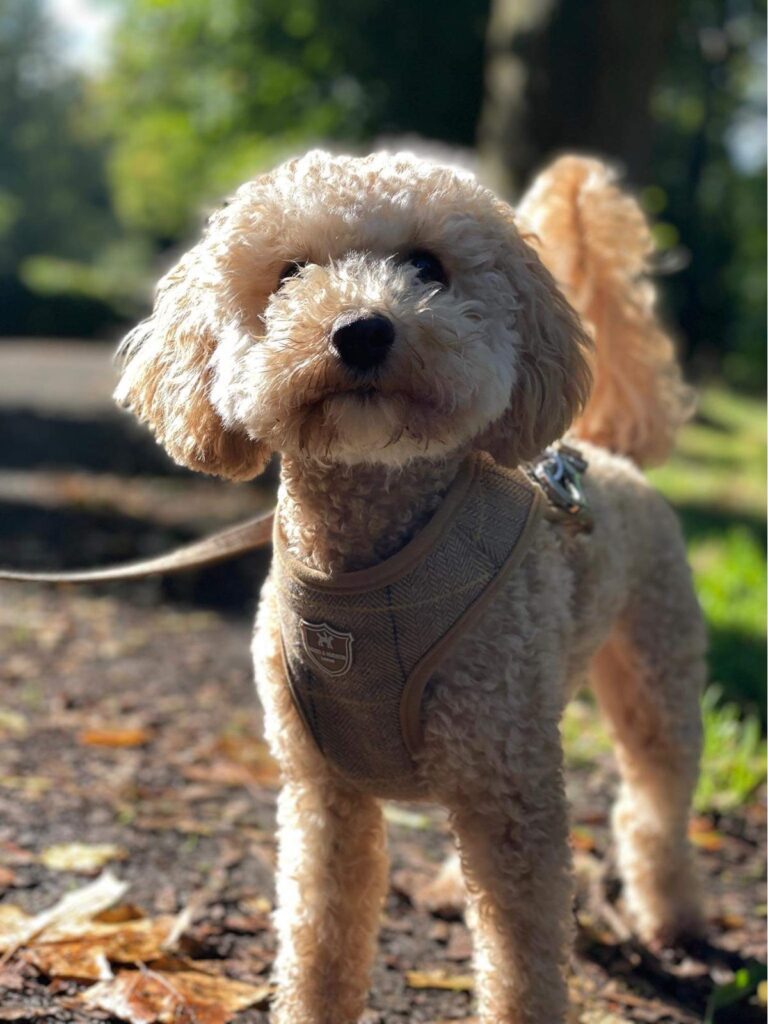 Toffee, a 4 years old female Poodle x Shih Tzu available for adoption from Dog Aid Scotland in Scotland