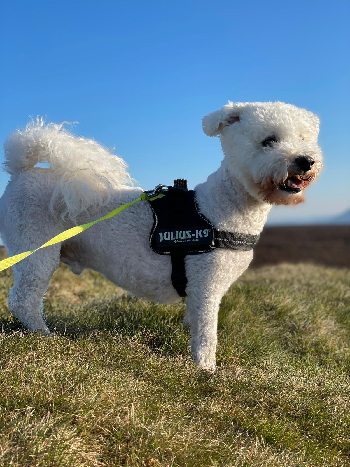 Ollie, a 10 years old male Bichon Frise available for adoption from Dog Aid Scotland in Scotland
