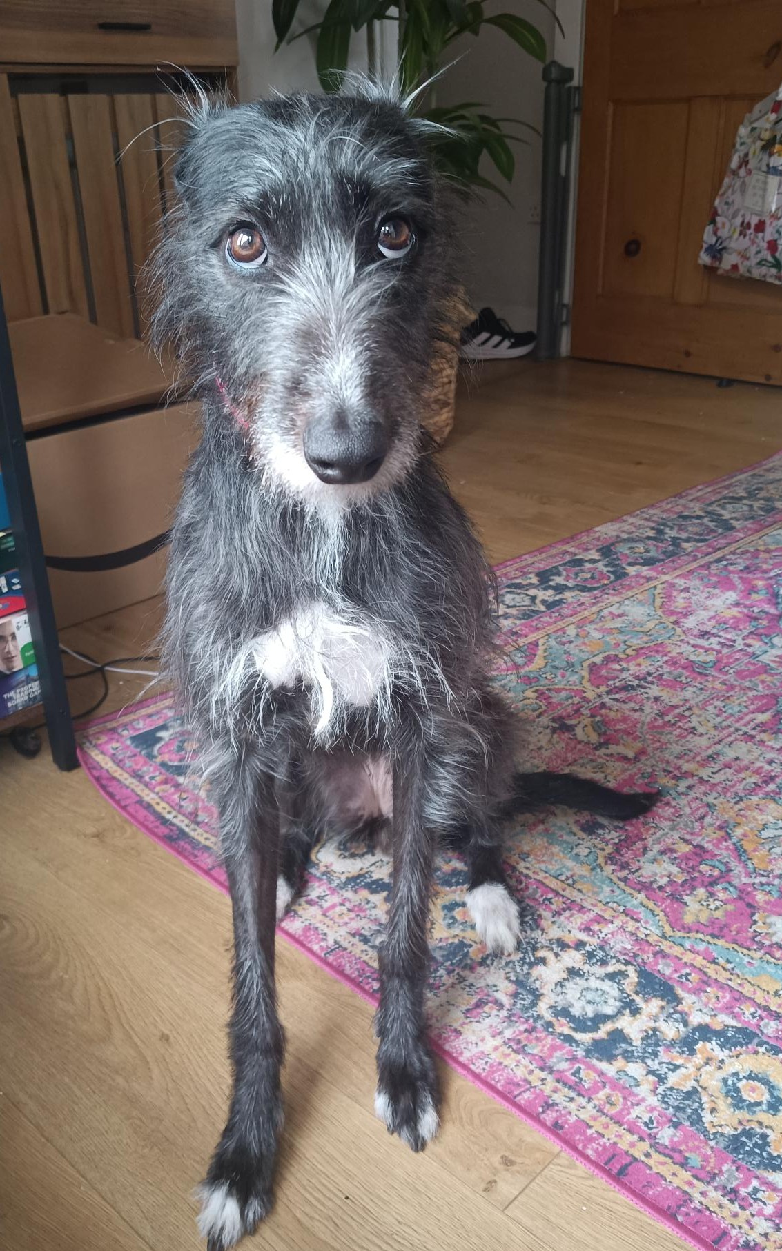 Peggy Sue, a 3 years old female Lurcher available for adoption from Dog Aid Scotland in Scotland