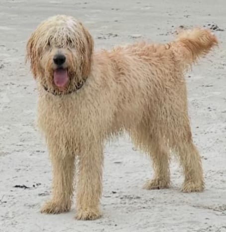Alfie, a 10 months old male Golden Retriever X Poodle available for adoption from Dog Aid Scotland in Scotland