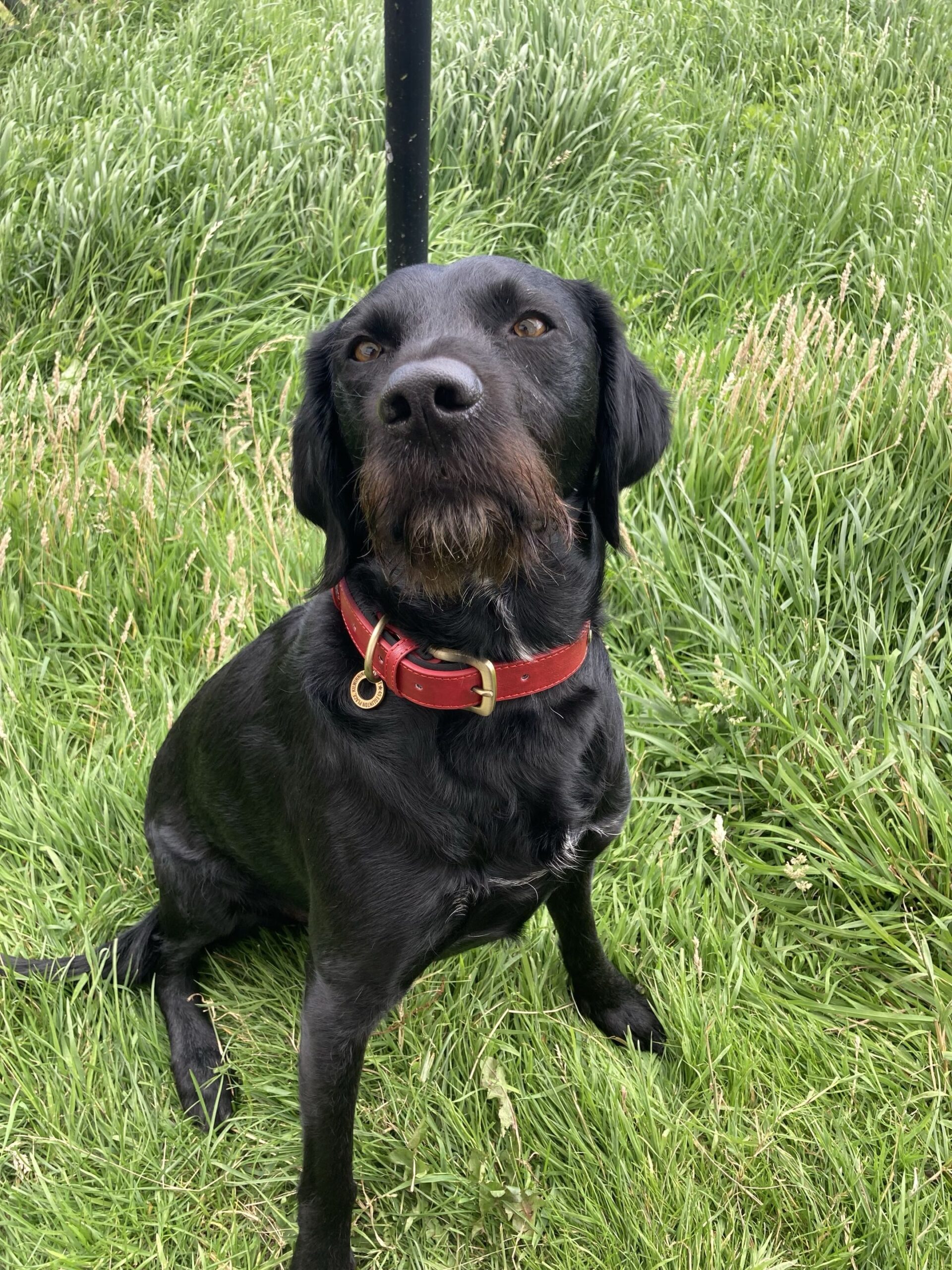Yoru, a 7 years old male Labrador x Pointer available for adoption from Dog Aid Scotland in Scotland