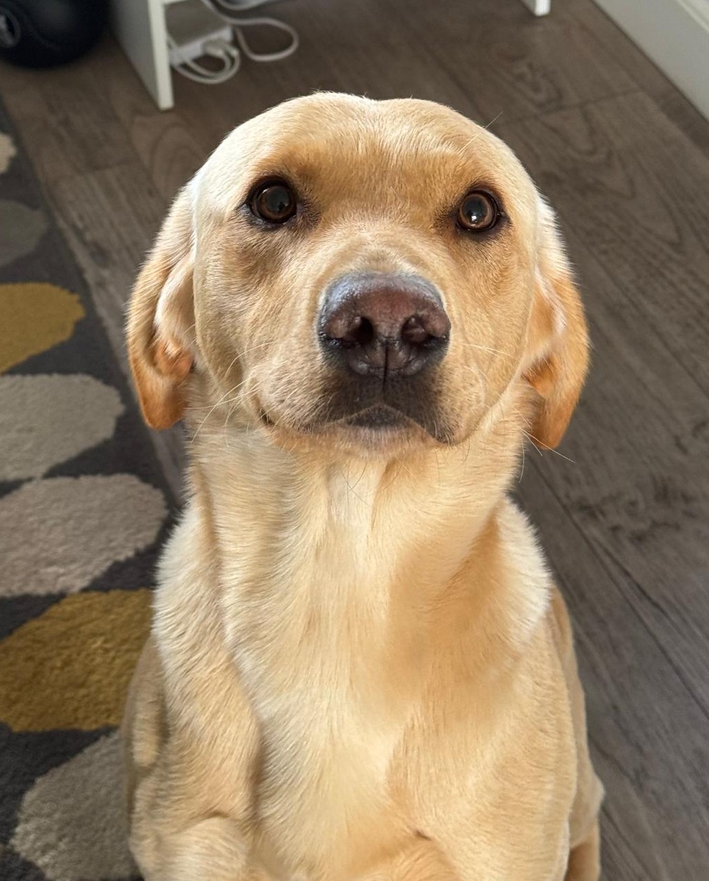 Jasper, a 3 years old male Labrador available for adoption from Dog Aid Scotland in Scotland