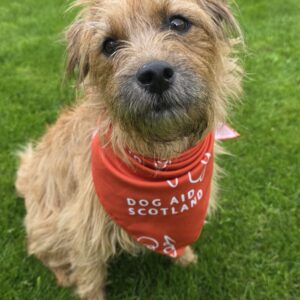 DAS Dog Bandana